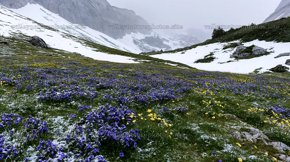 Snowbound meadow with wildflowers in a winter landscape – nature photography 10608x5938