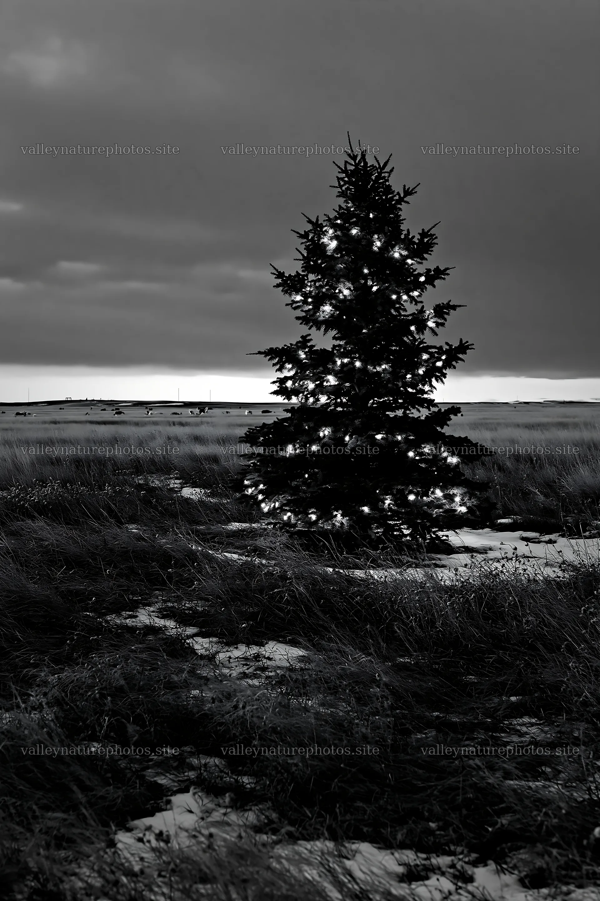 Decorated Christmas tree in snowy meadow at dusk – nature photography 6480x9722