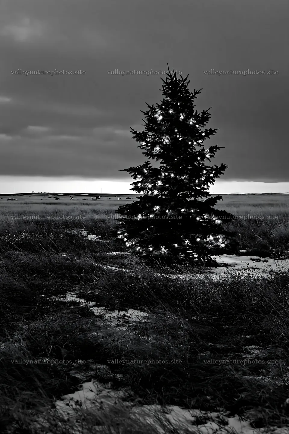 Decorated Christmas tree in snowy meadow at dusk – nature photography 6480x9722