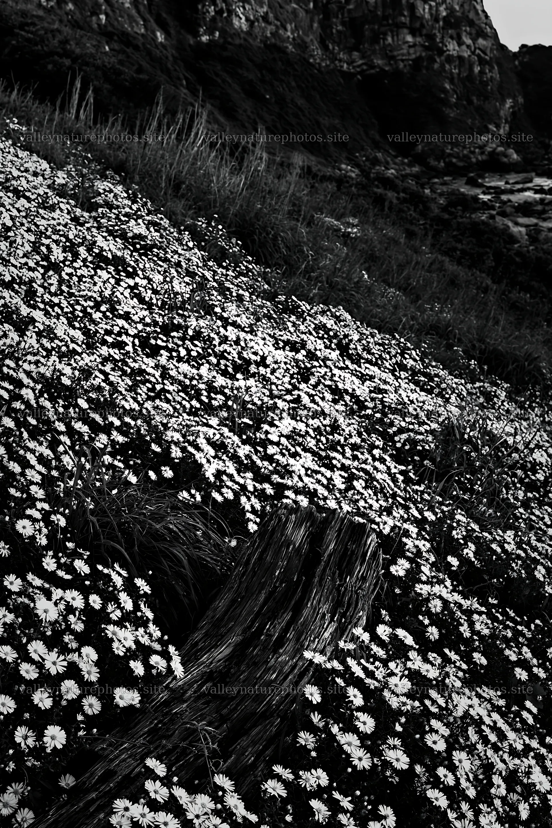 Nagasaki coastal meadow driftwood foreground mood – nature photography 6480x9722