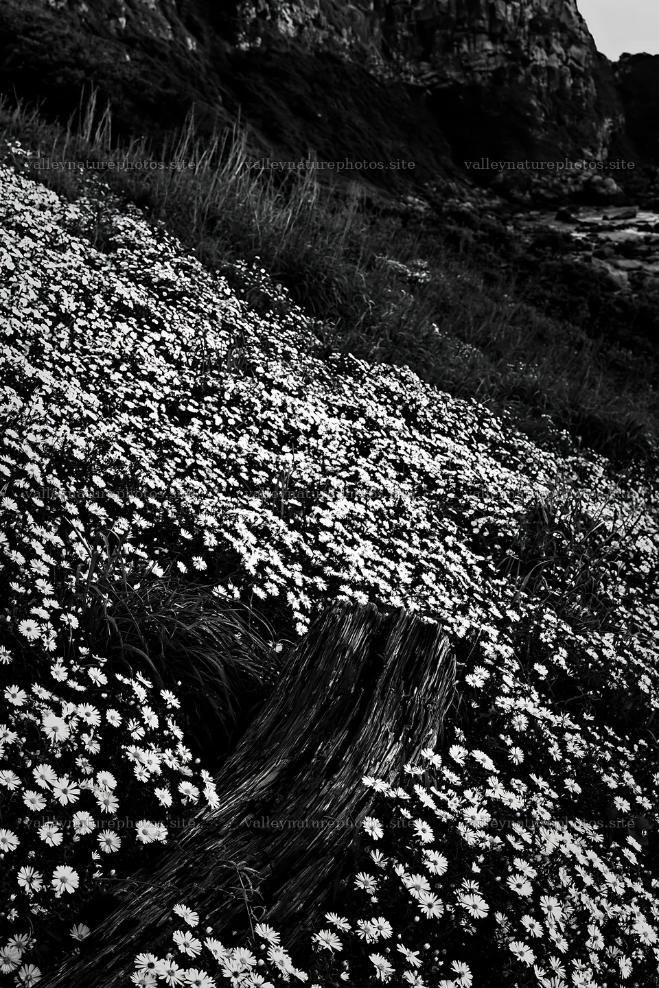 Nagasaki coastal meadow driftwood foreground mood – nature photography 6480x9722