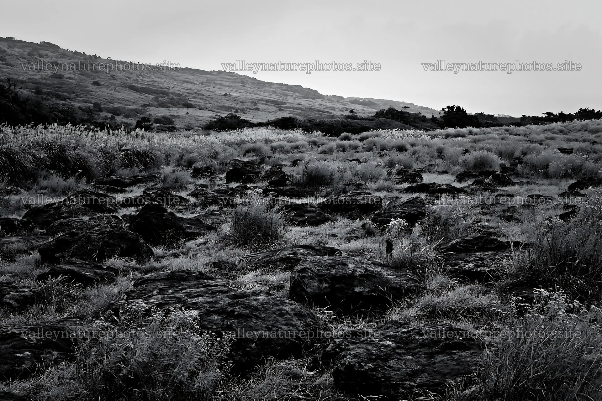 Kanagawa heat resilient meadow volcanic stones visible in landscape – nature photography 9722x6480