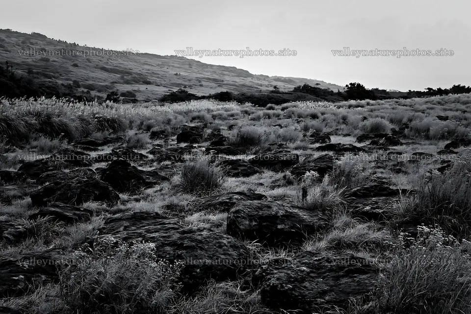 Kanagawa heat resilient meadow volcanic stones visible in landscape – nature photography 9722x6480