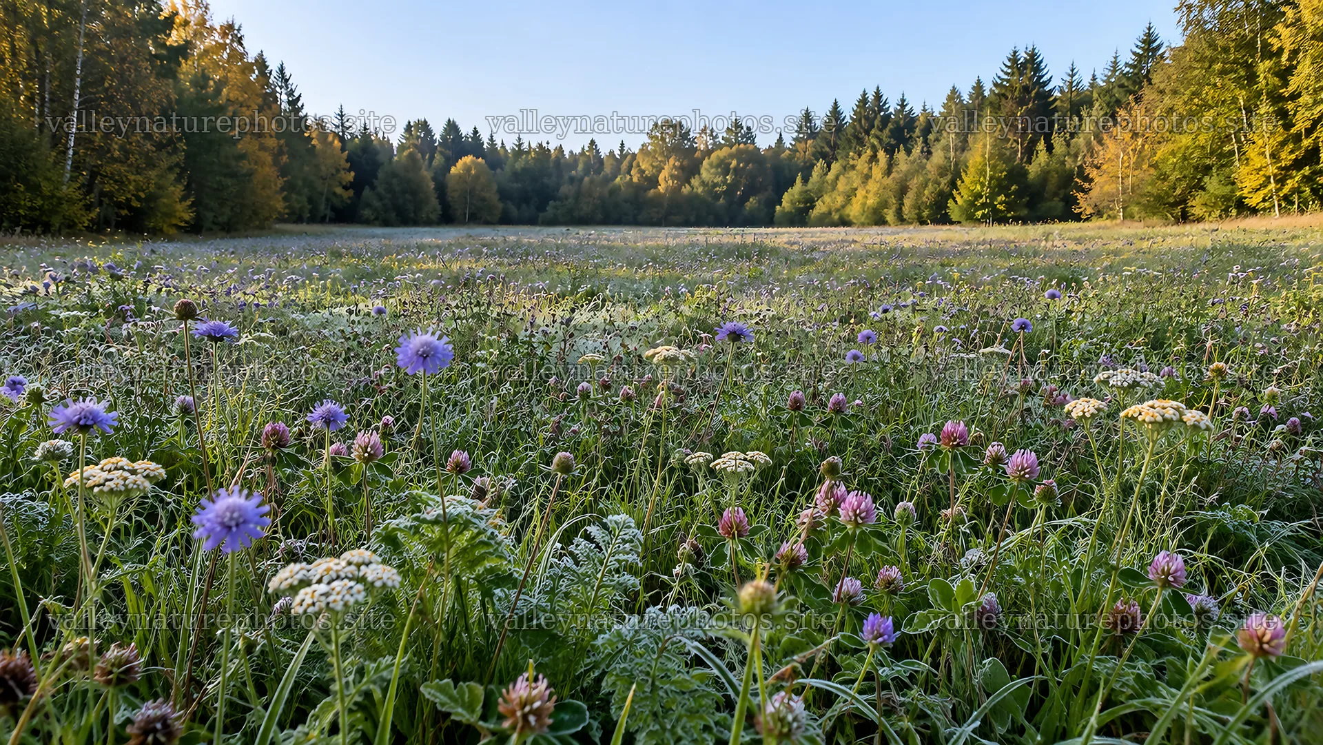 Flowering meadow in a sunlit forest clearing – nature photography 10324x5812