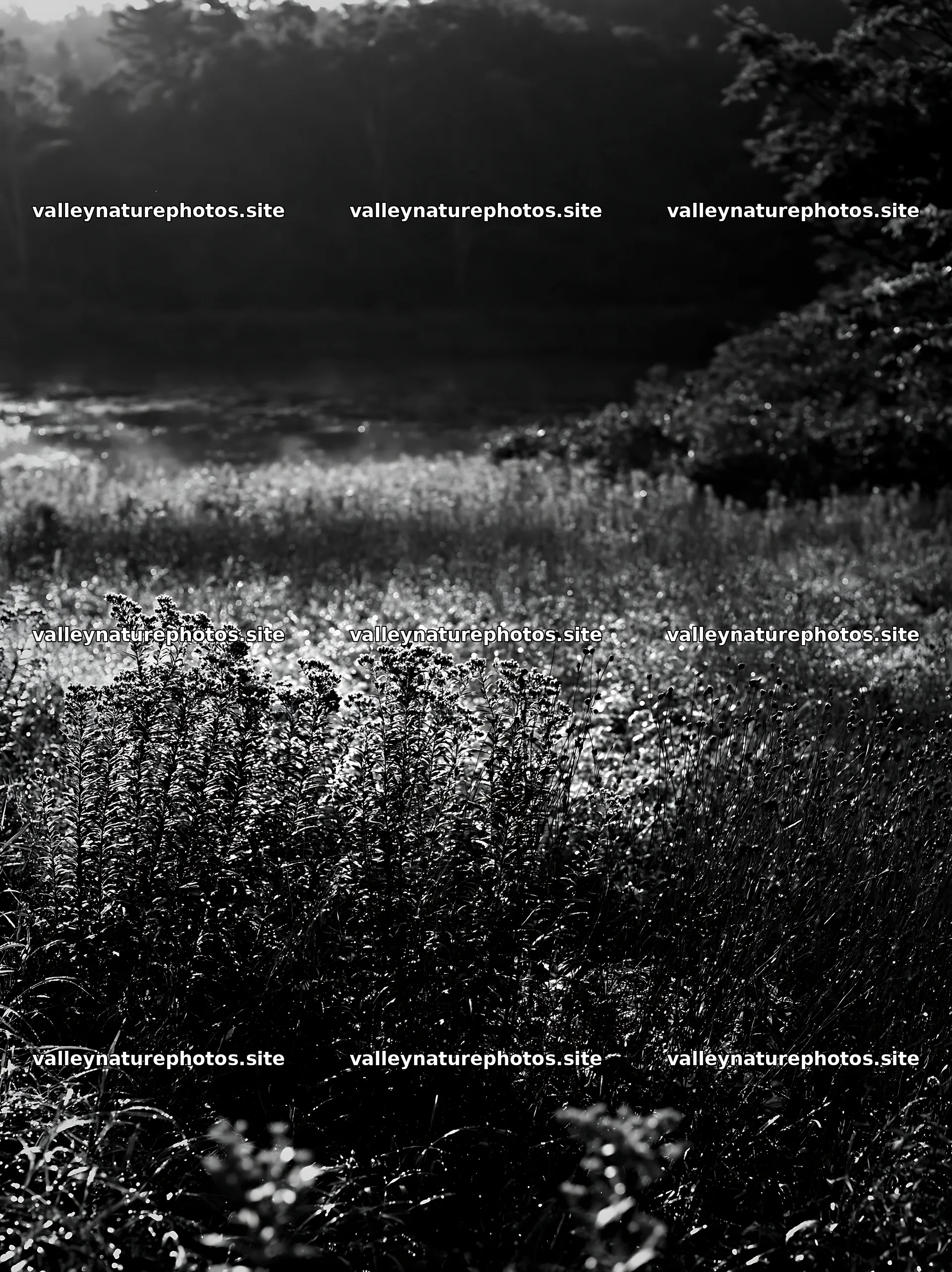Expansive Hokkaido restoration meadow with dewdrops – nature photography 6866x9174