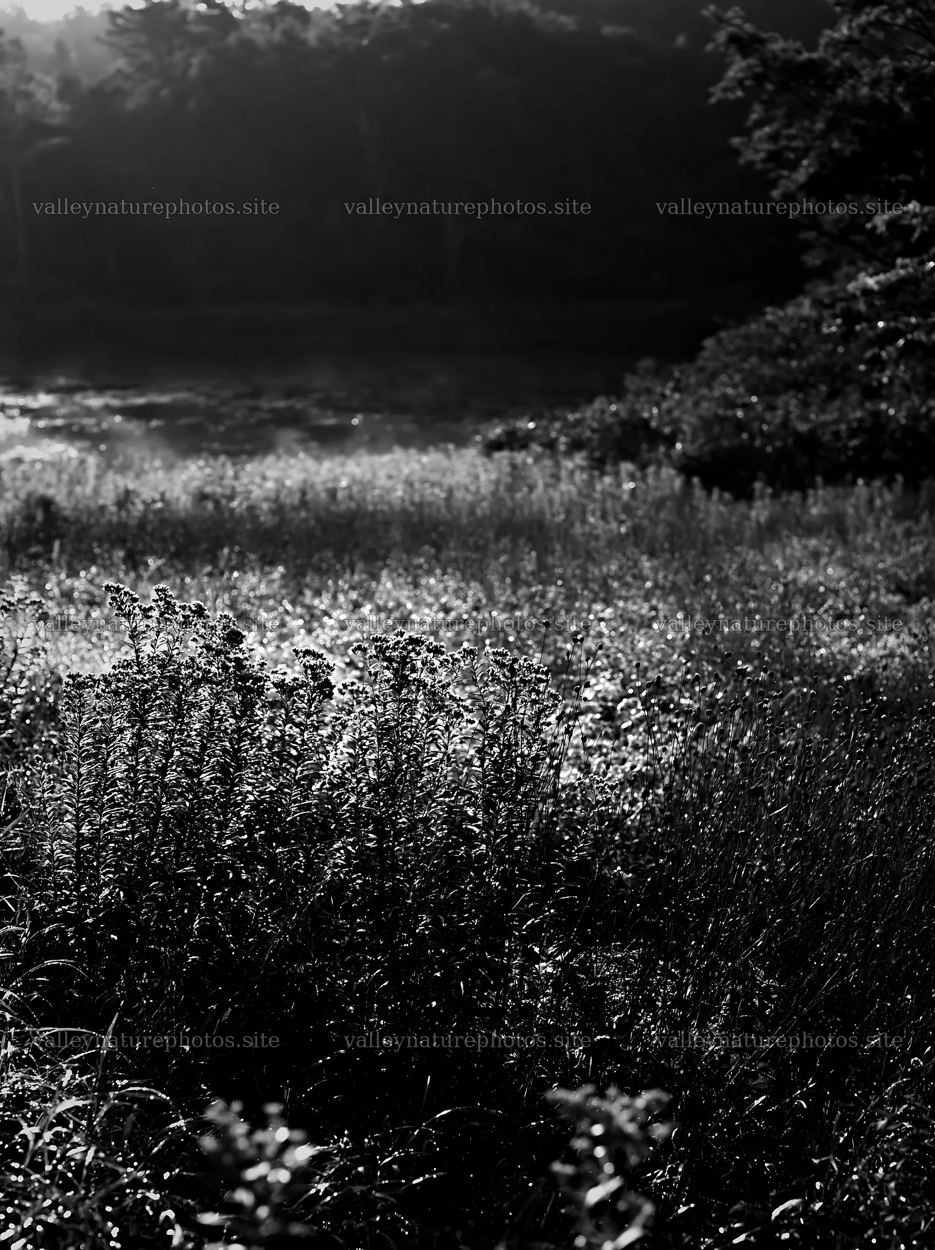Expansive Hokkaido restoration meadow with dewdrops – nature photography 6866x9174
