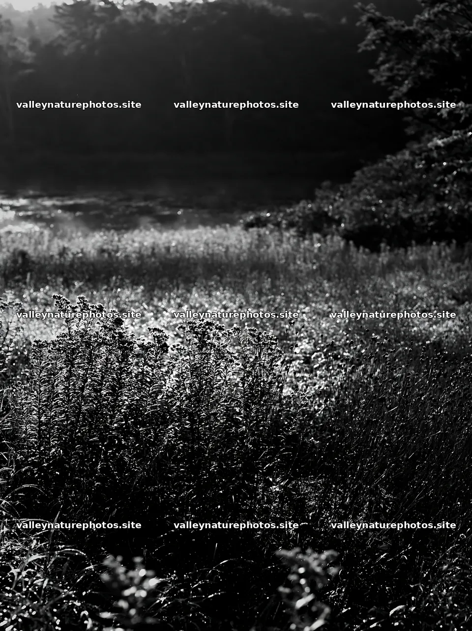 Expansive Hokkaido restoration meadow with dewdrops – nature photography 6866x9174