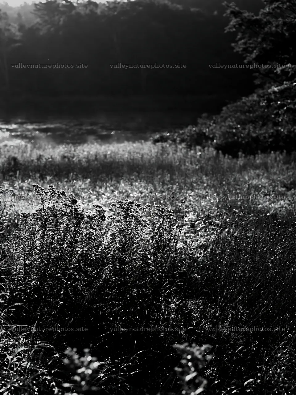 Expansive Hokkaido restoration meadow with dewdrops – nature photography 6866x9174