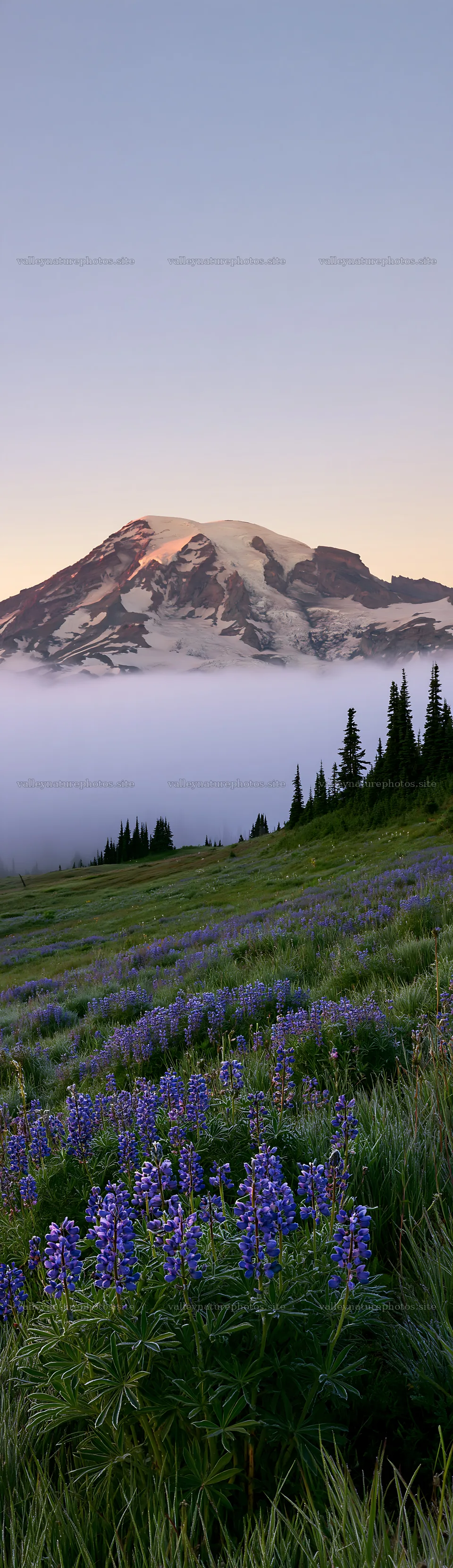 Mount Rainier wildflower meadow at sunrise with colorful blooms – nature photography 4268x14762