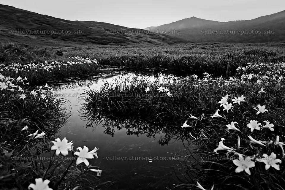 Daylily meadow and reflective water in Kirigamine highland – nature photography 9722x6480