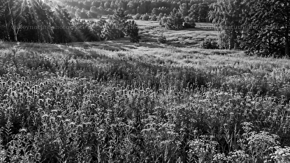 Forest Clearing with Sunbeams in Black and White – nature photography 10324x5812
