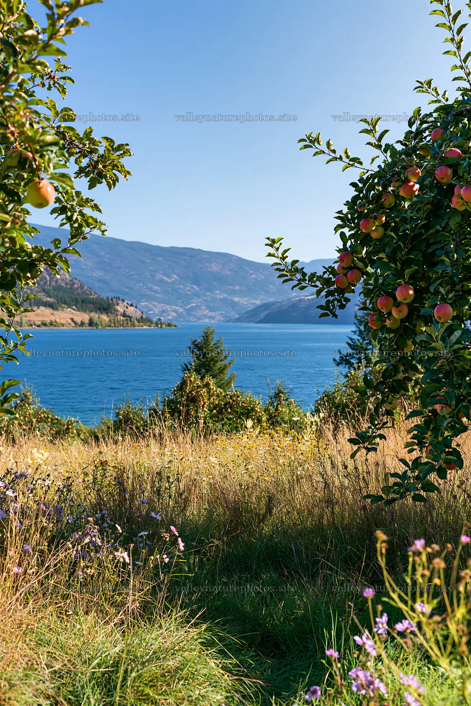 Lakeshore apple meadow near water and mountains – nature photography 6480x9722