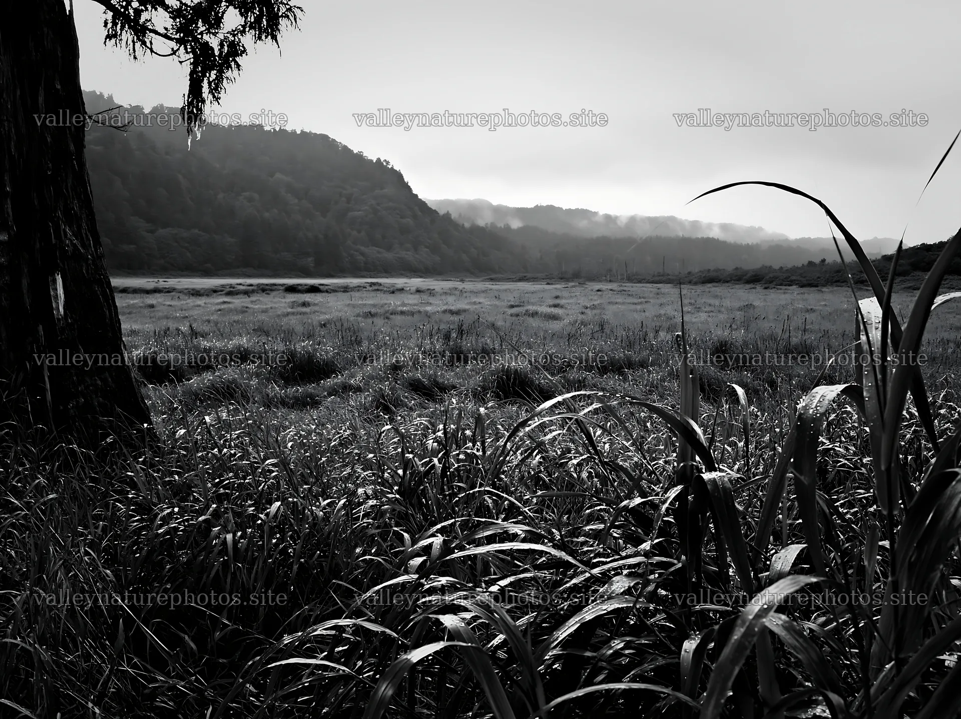 Fukushima native meadow with weathered stump – nature photography 9174x6866