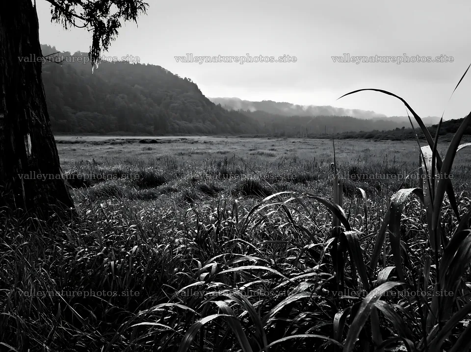 Fukushima native meadow with weathered stump – nature photography 9174x6866