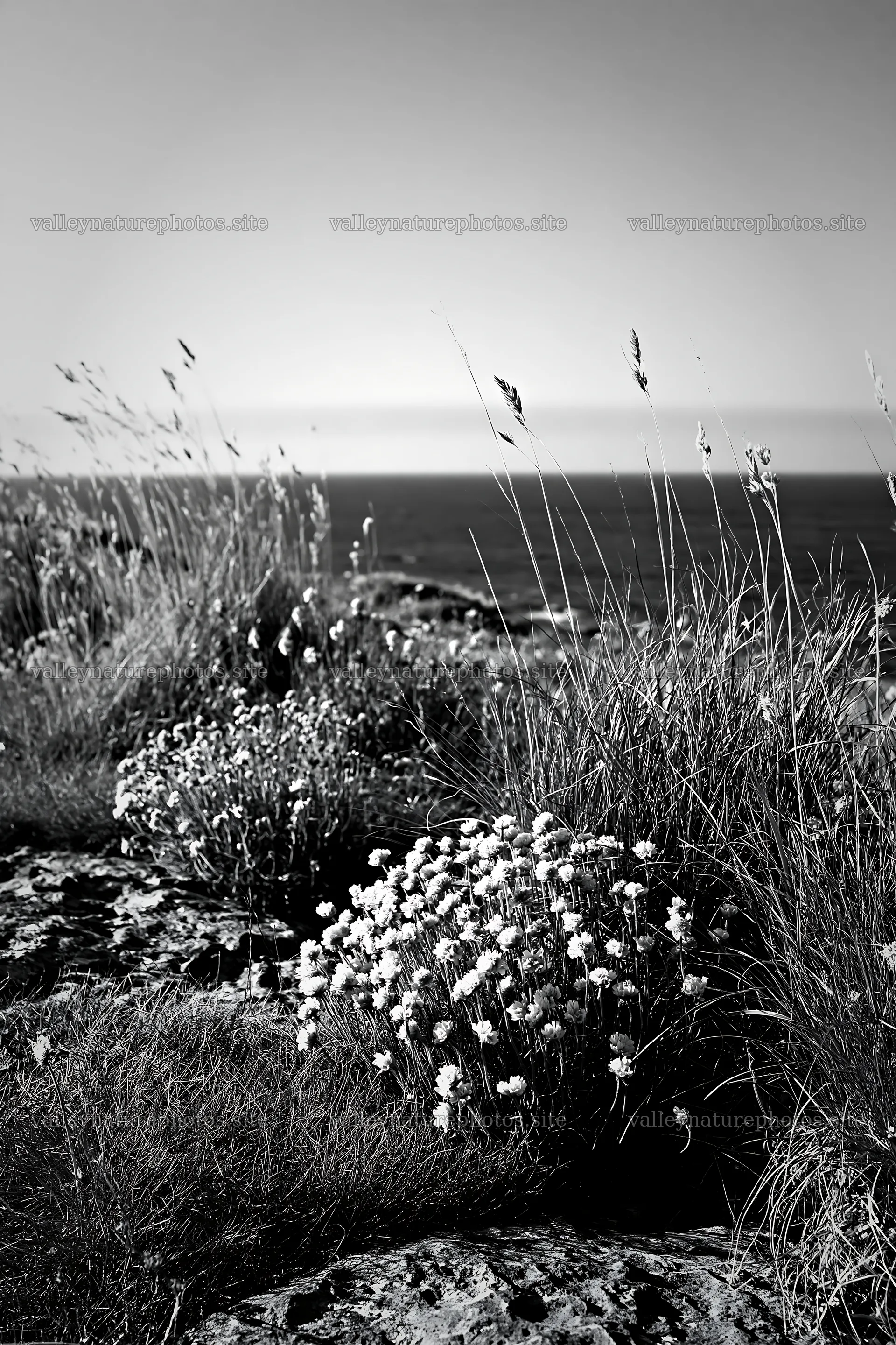 Sunny meadow with warm grasses and wildflowers near the shore – nature photography 6480x9722