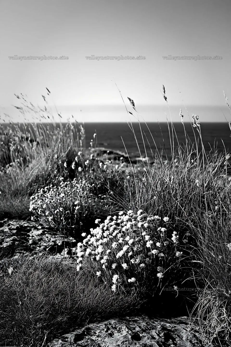 Sunny meadow with warm grasses and wildflowers near the shore – nature photography 6480x9722