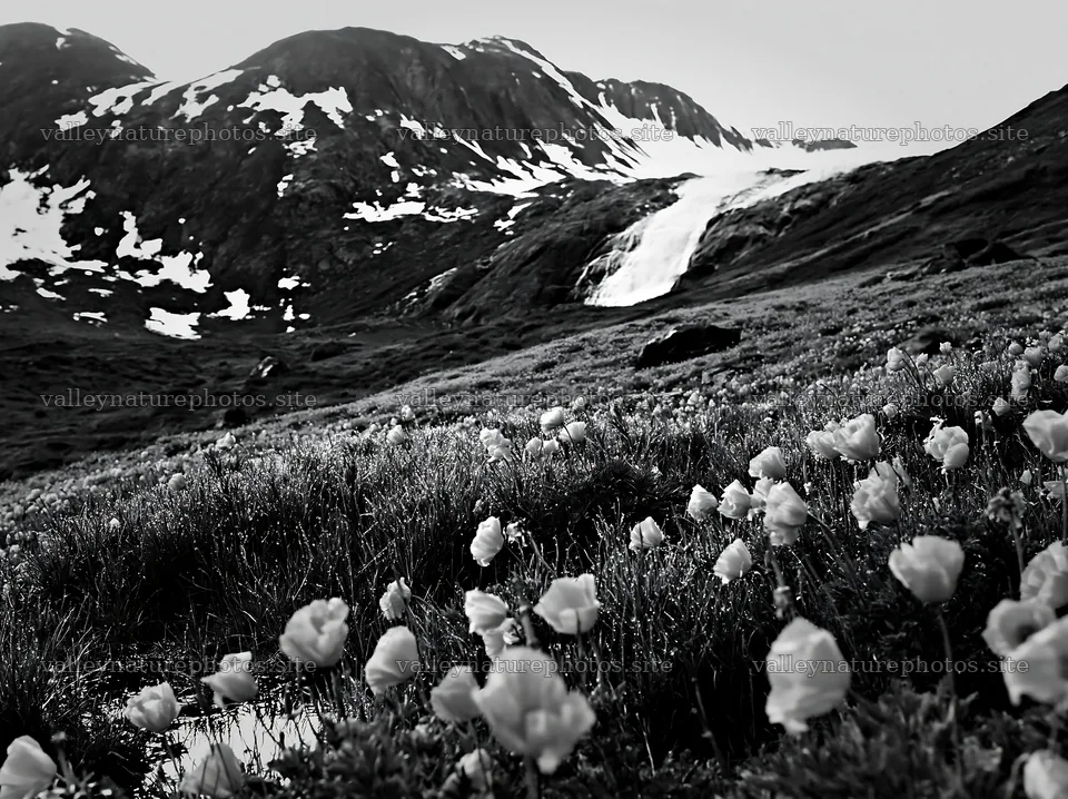 Meadow with flowers near natural waterfall in the mountains – nature photography 9174x6866