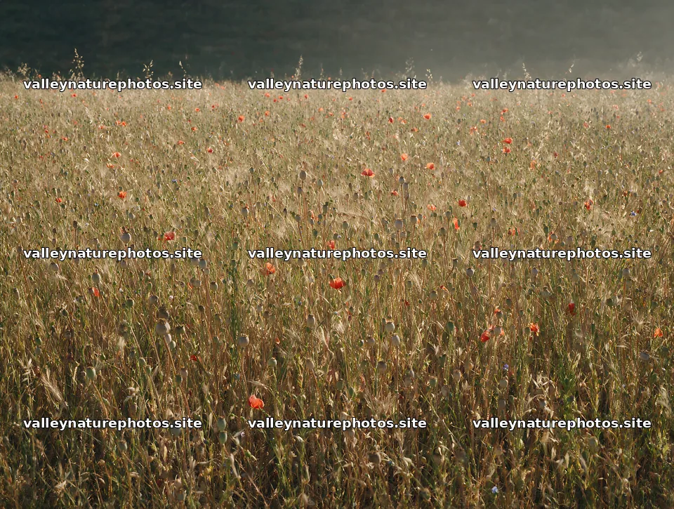 Poppy flax meadow with blooming flowers in natural light – nature photography 9134x6898