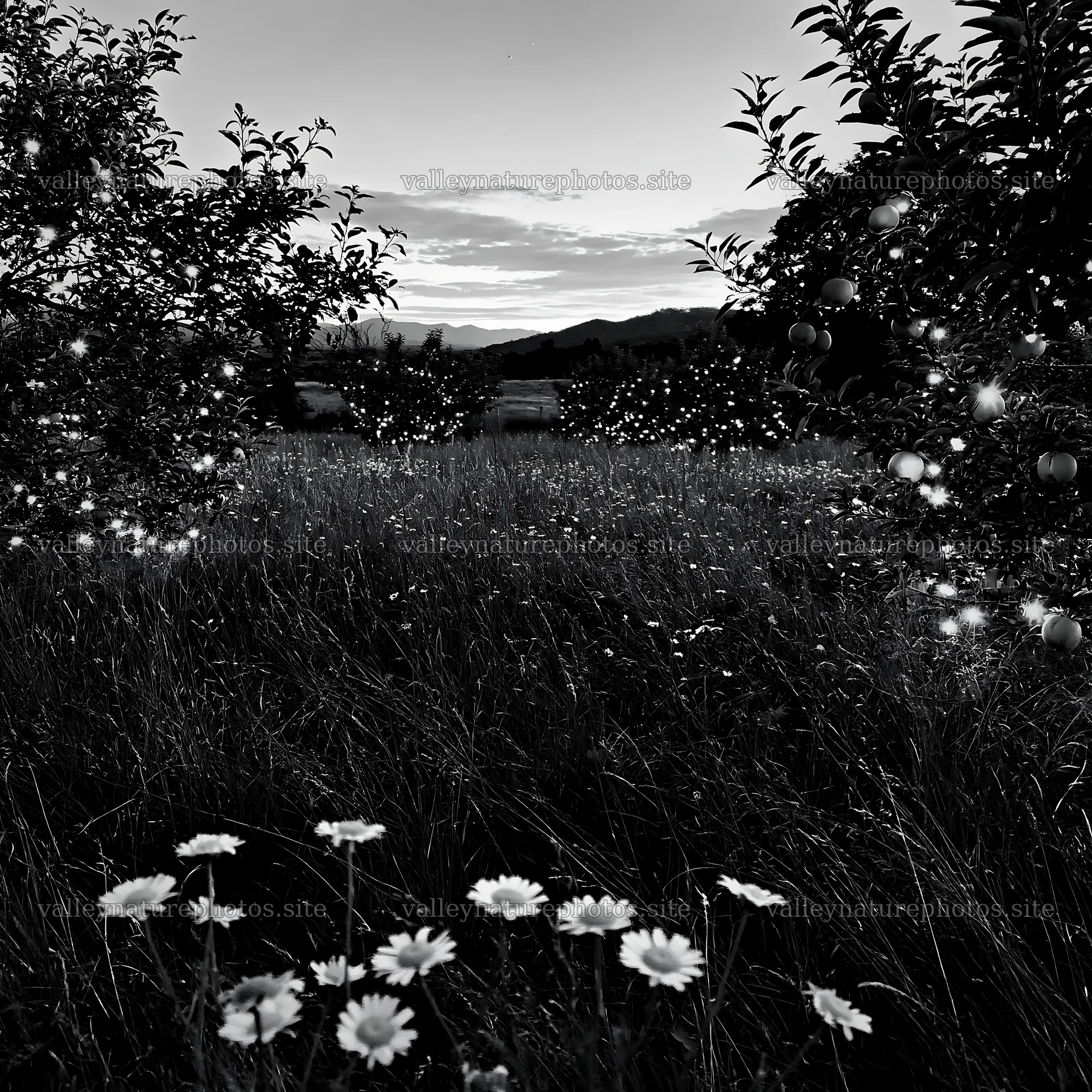 Meadow with lights and apple trees during Christmas time – nature photography 7938x7938