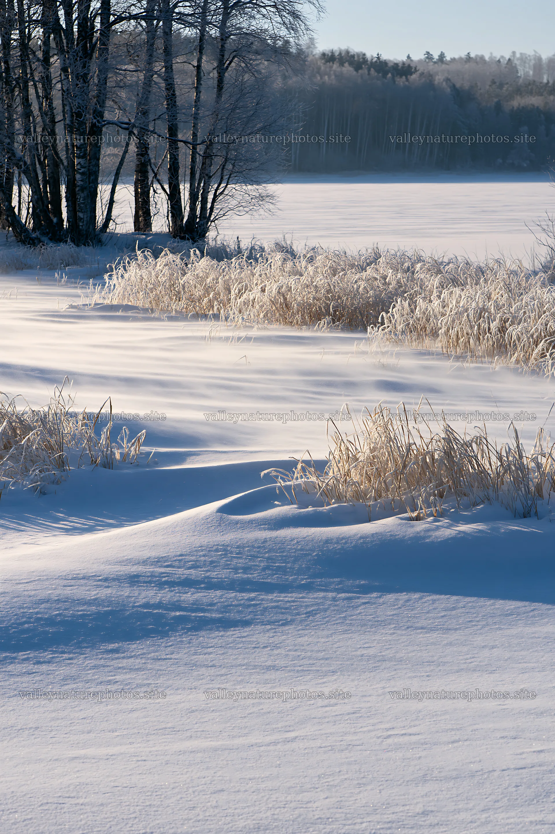 Snowy lakeside meadow with frosted grass and trees – nature photography 6480x9722