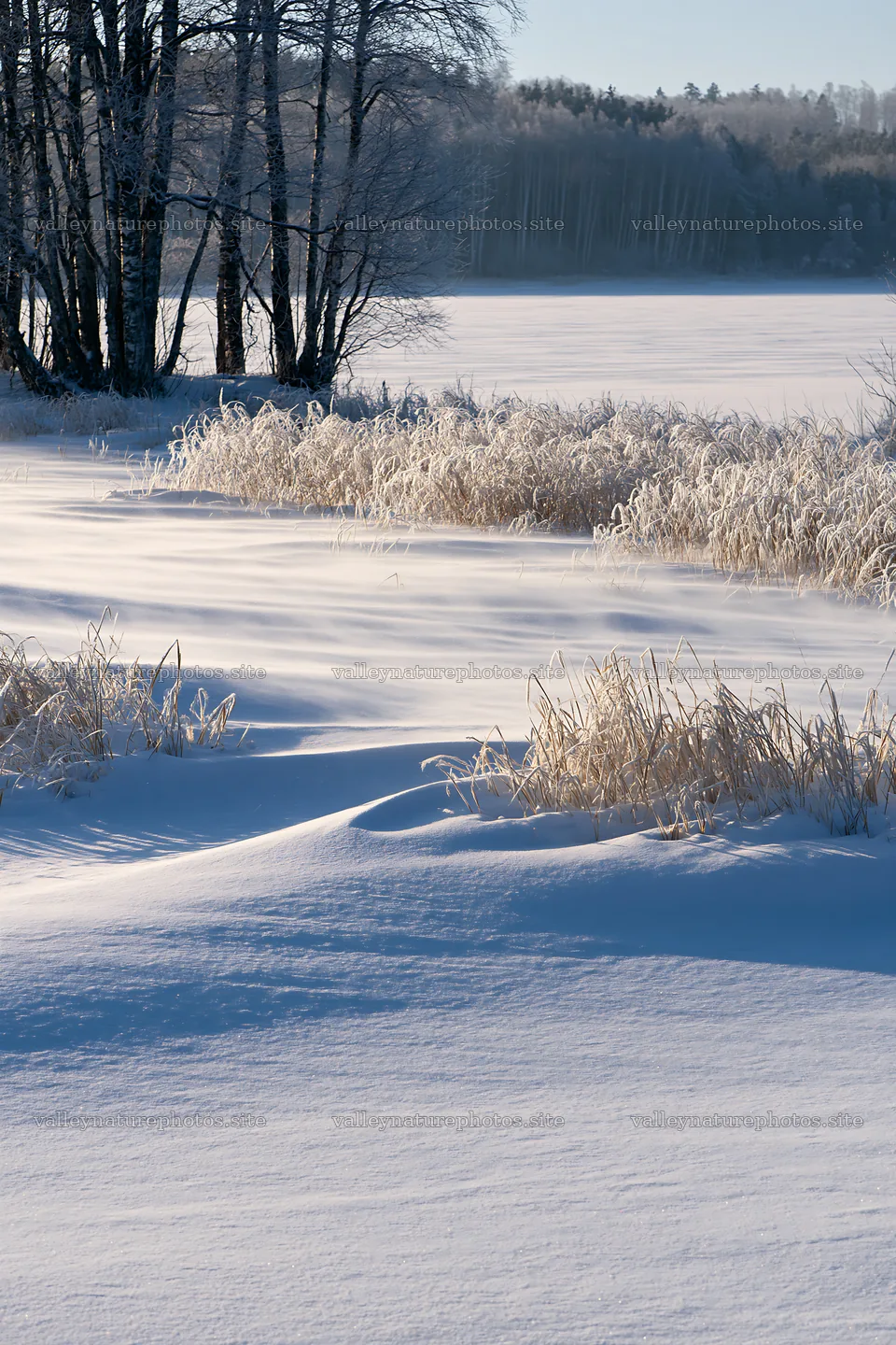 Snowy lakeside meadow with frosted grass and trees – nature photography 6480x9722