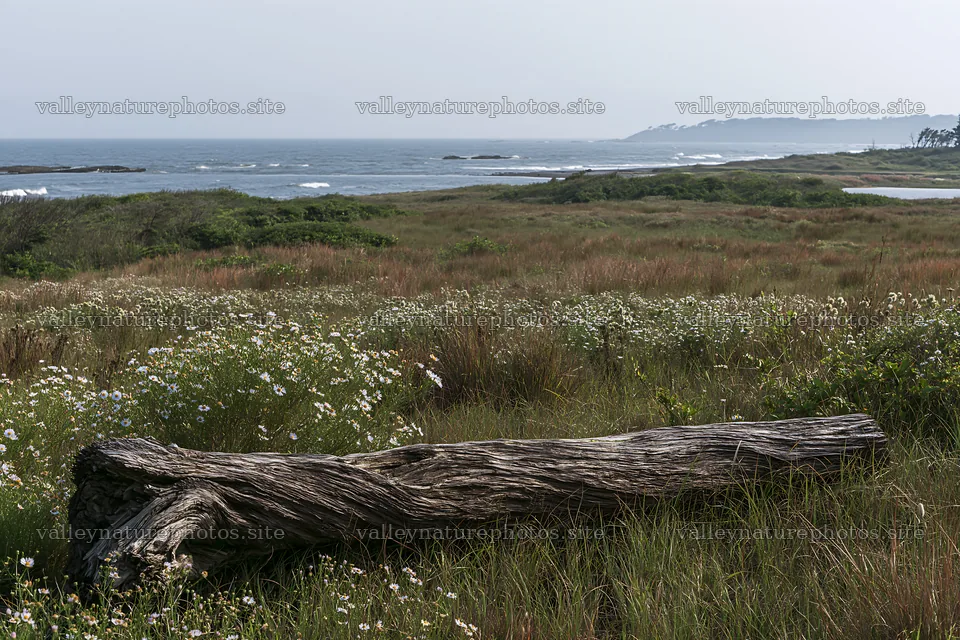 Coastal meadow with driftwood and ocean in Chiba – nature photography 9722x6480