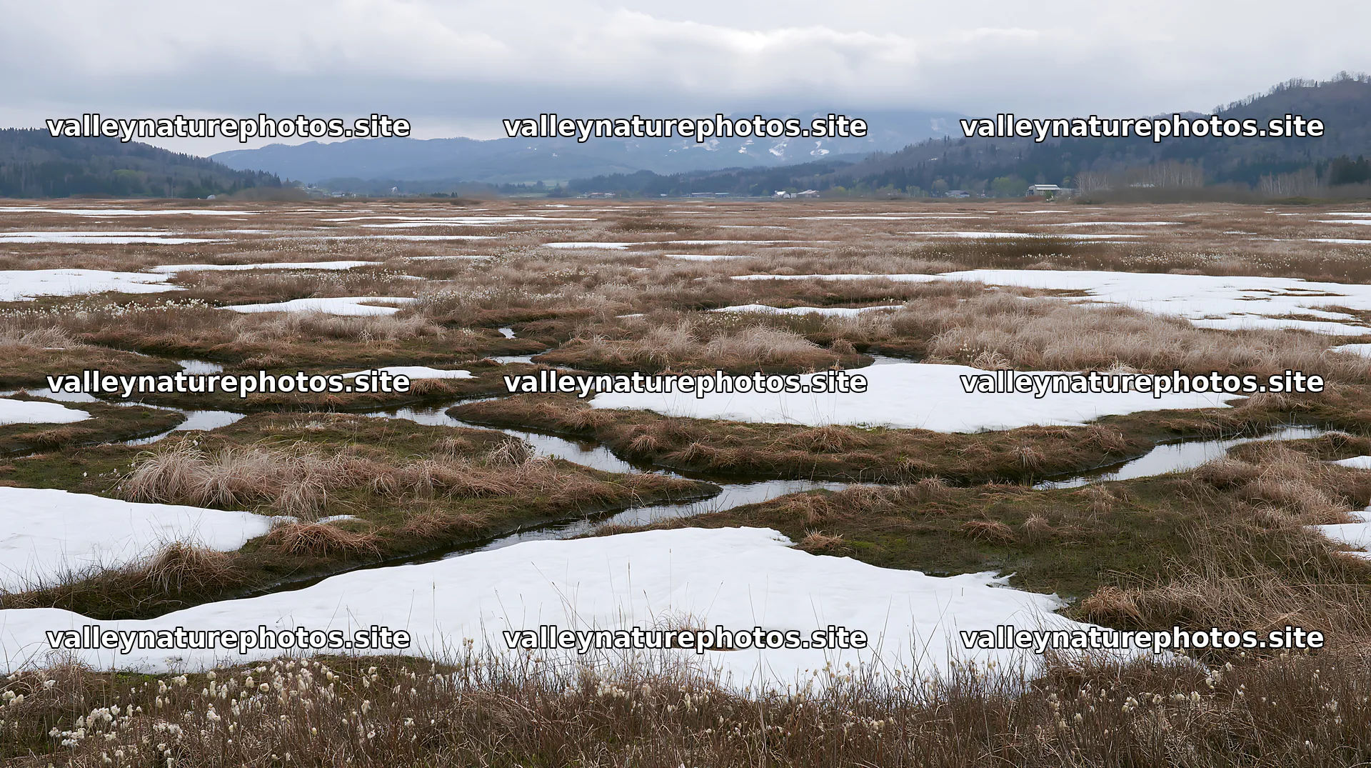 Akita snowmelt meadow with silver grasses shows patches of snow – nature photography 10608x5938