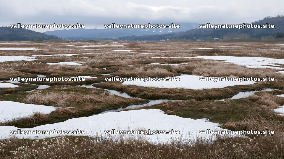 Akita snowmelt meadow with silver grasses shows patches of snow – nature photography 10608x5938