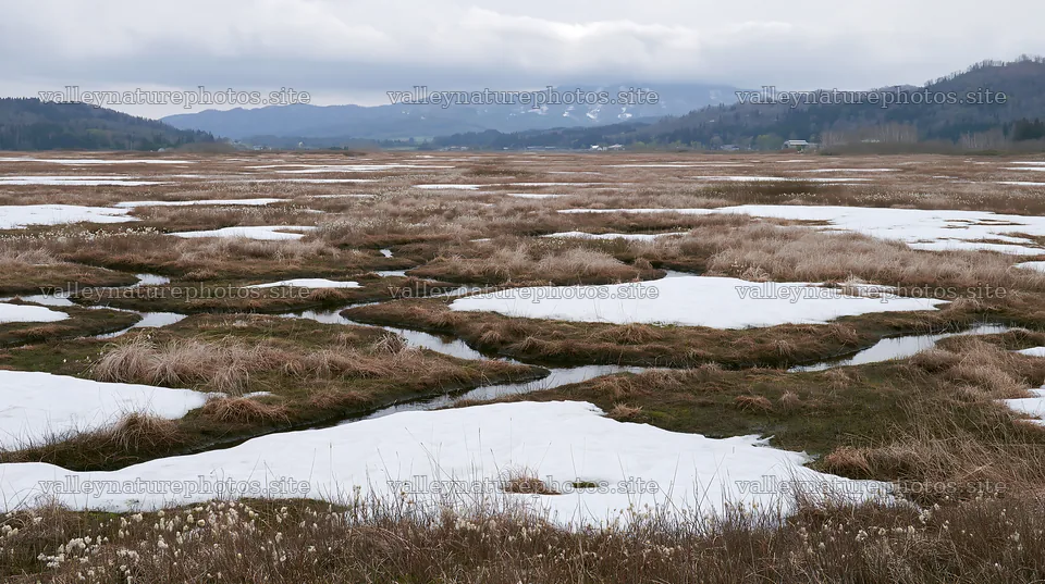 Akita snowmelt meadow with silver grasses shows patches of snow – nature photography 10608x5938