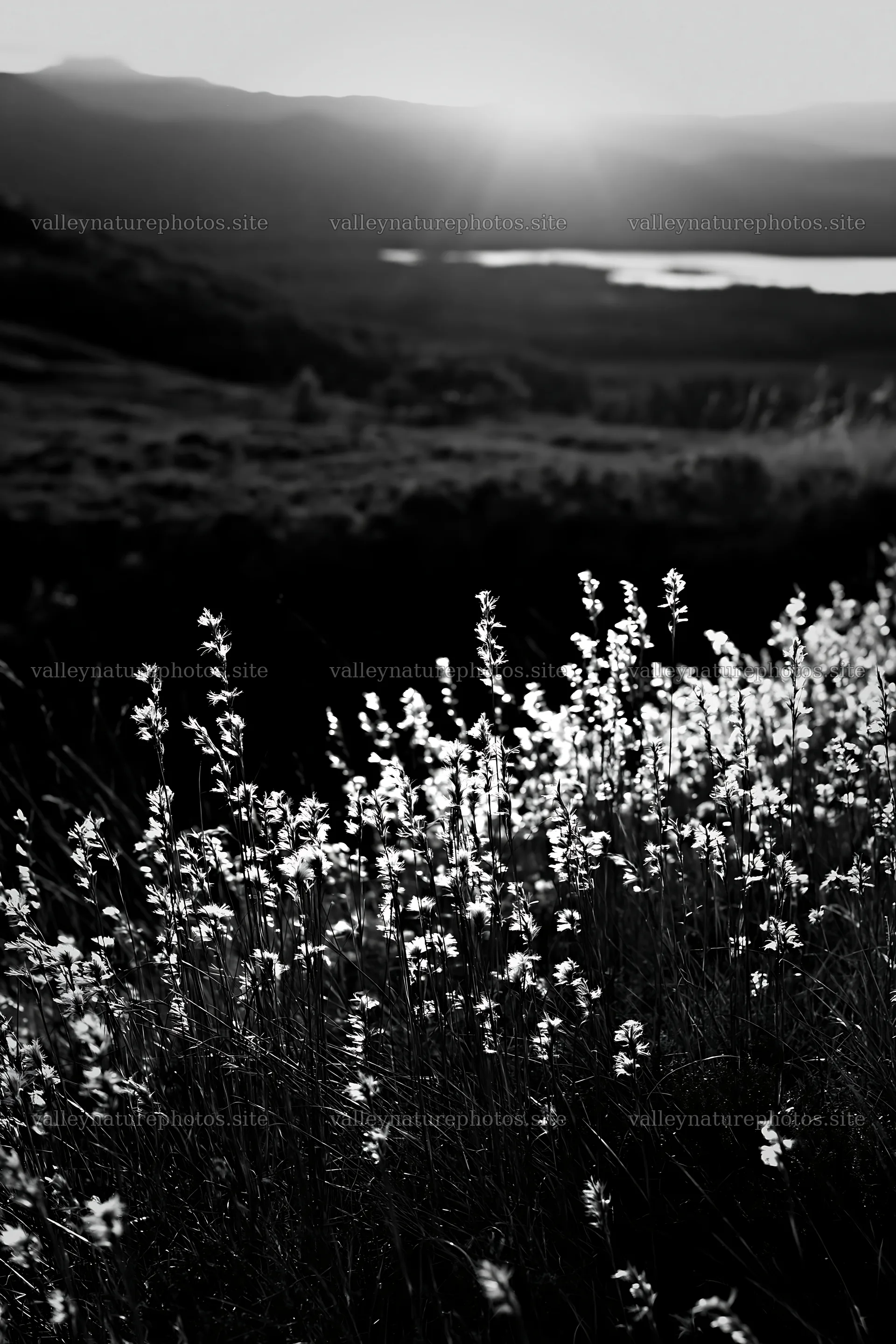 Meadow with seedheads during sunset near a lake – nature photography 6480x9722