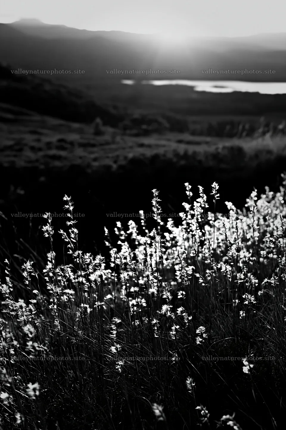 Meadow with seedheads during sunset near a lake – nature photography 6480x9722