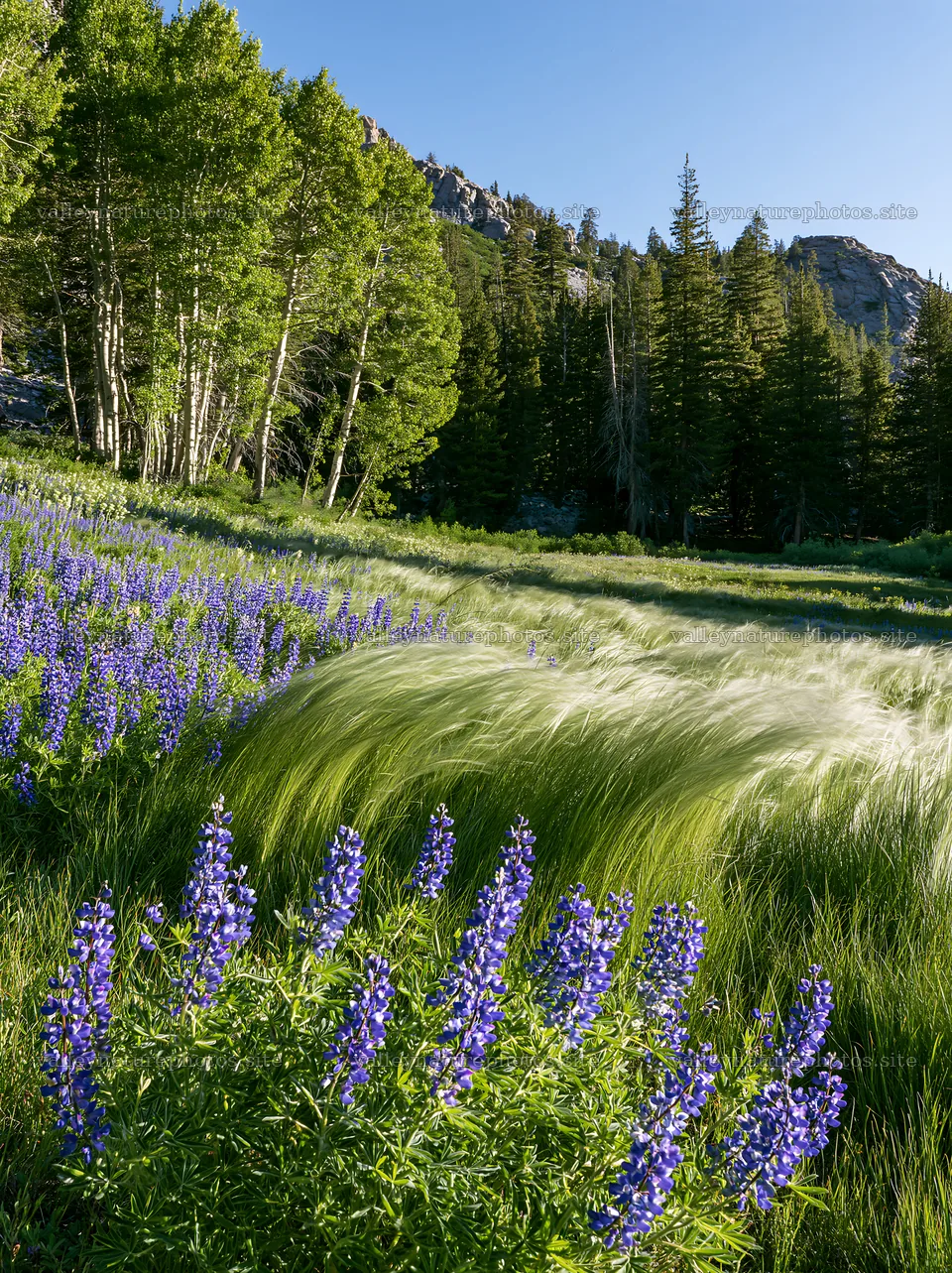 Forest edge meadow with purple flowers and tall grass – nature photography 6866x9174