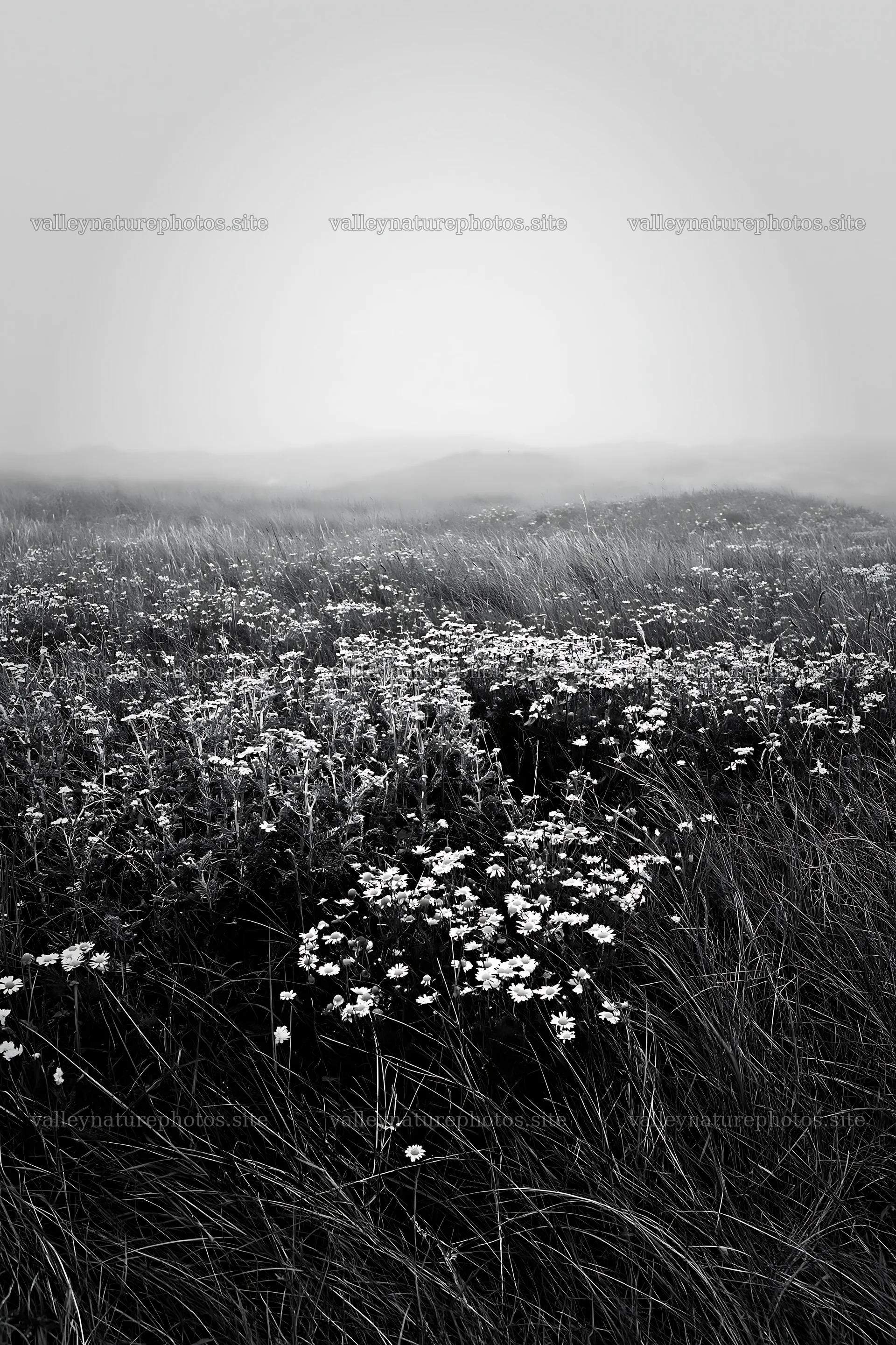 Machair beach meadow with flowers and fog in the distance – nature photography 6480x9722