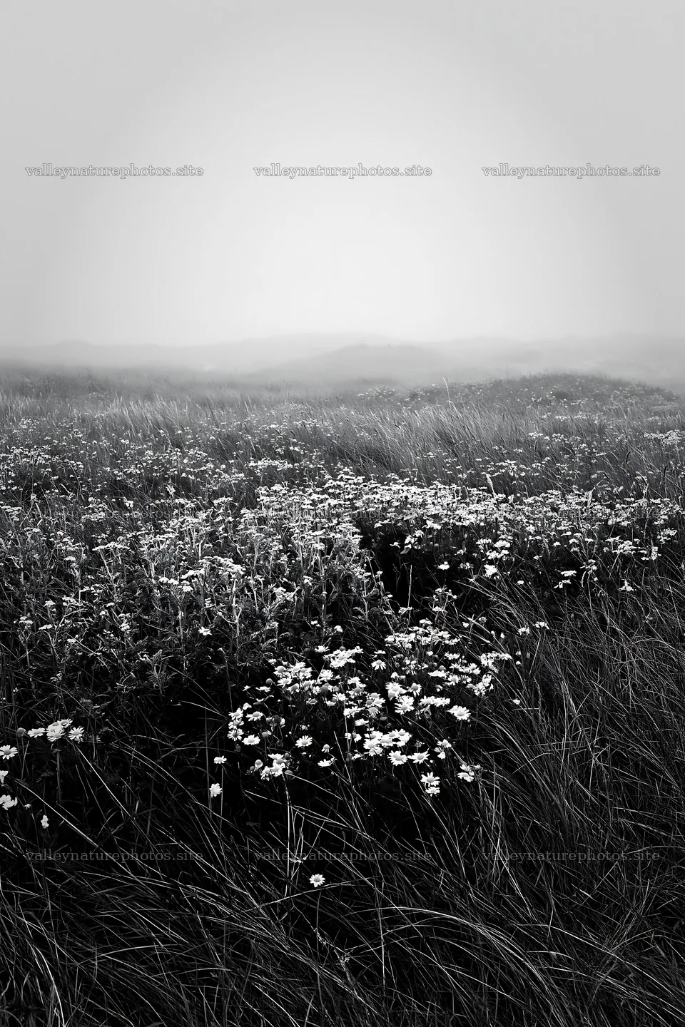 Machair beach meadow with flowers and fog in the distance – nature photography 6480x9722