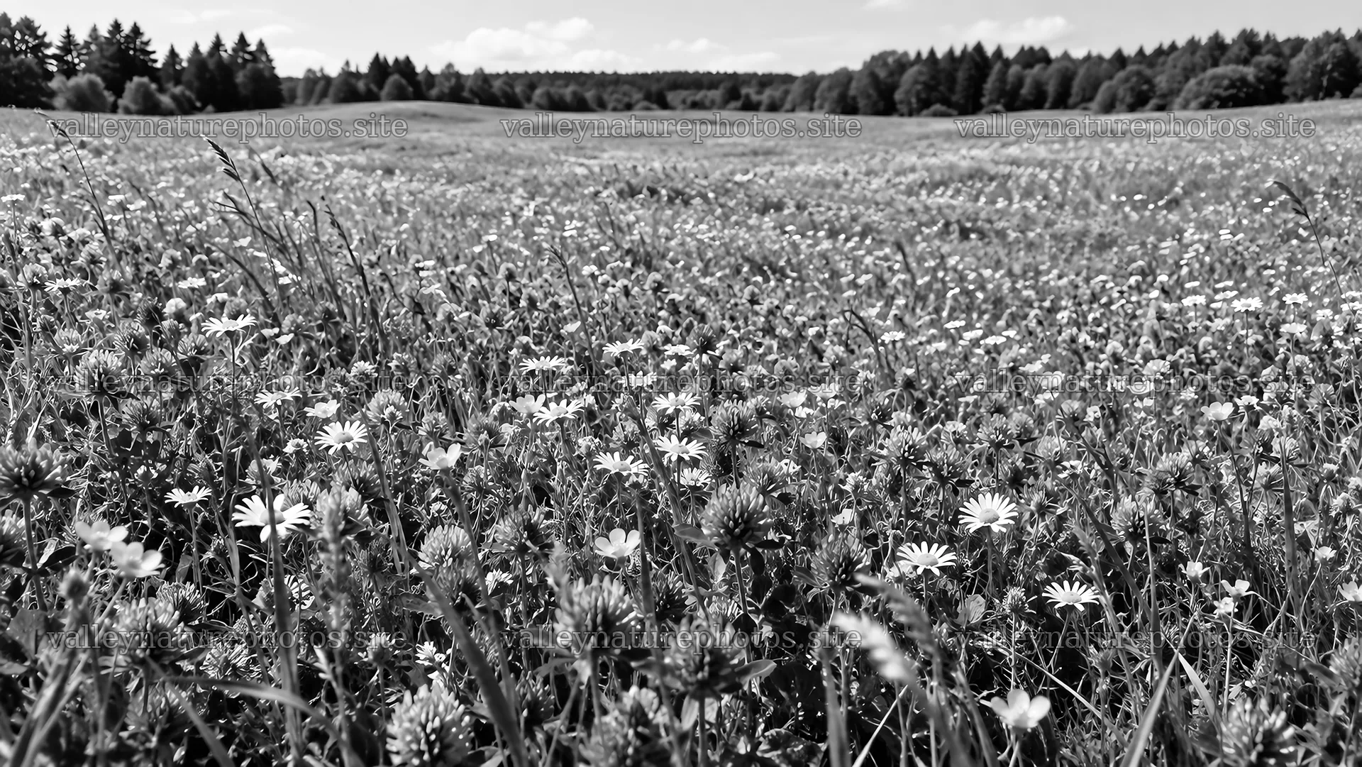 Wildflower Meadow at a Forest Edge in Monochrome – nature photography 10324x5812