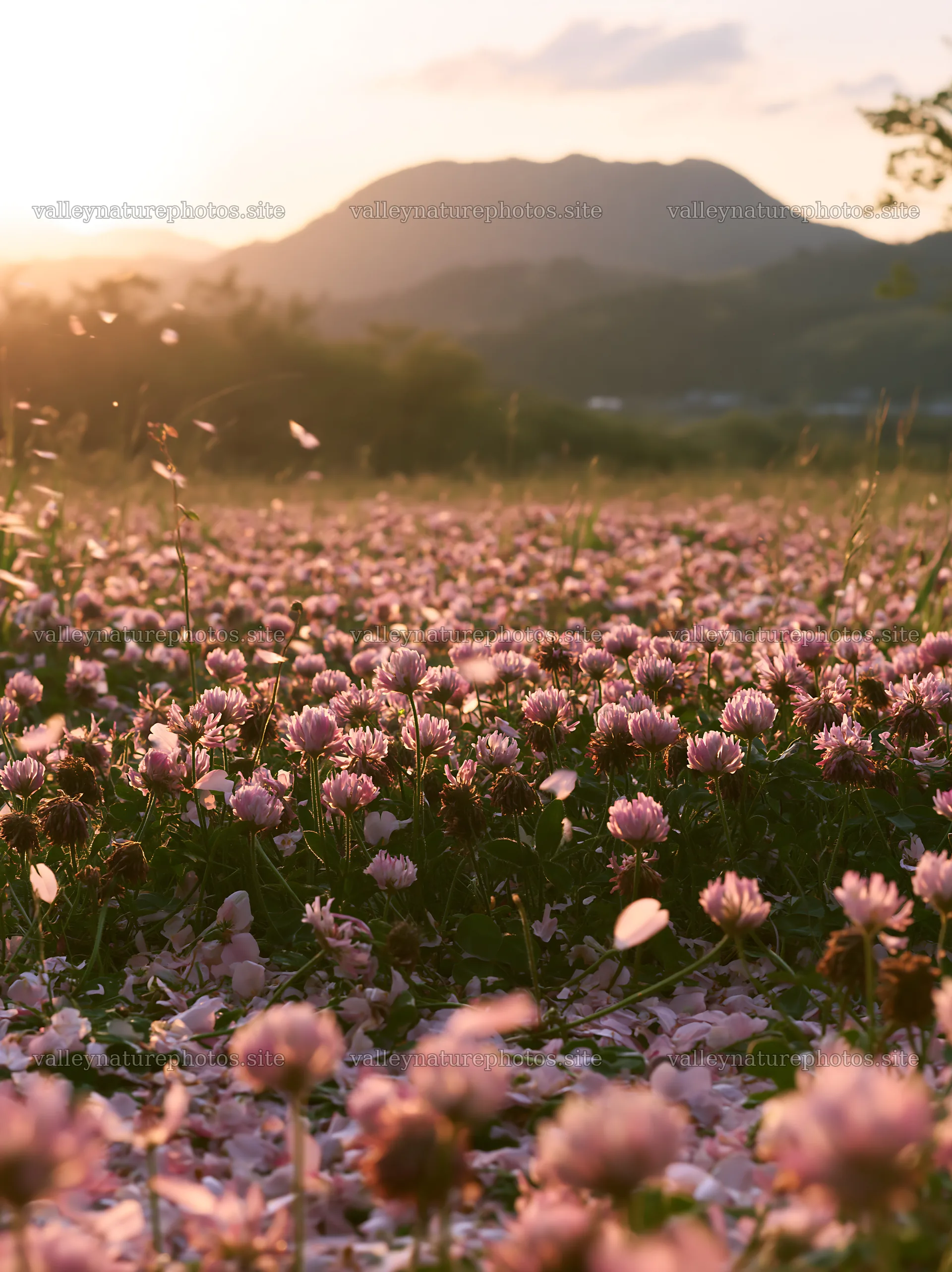 Fukuoka spring meadow fallen blossom foreground – nature photography 6866x9174