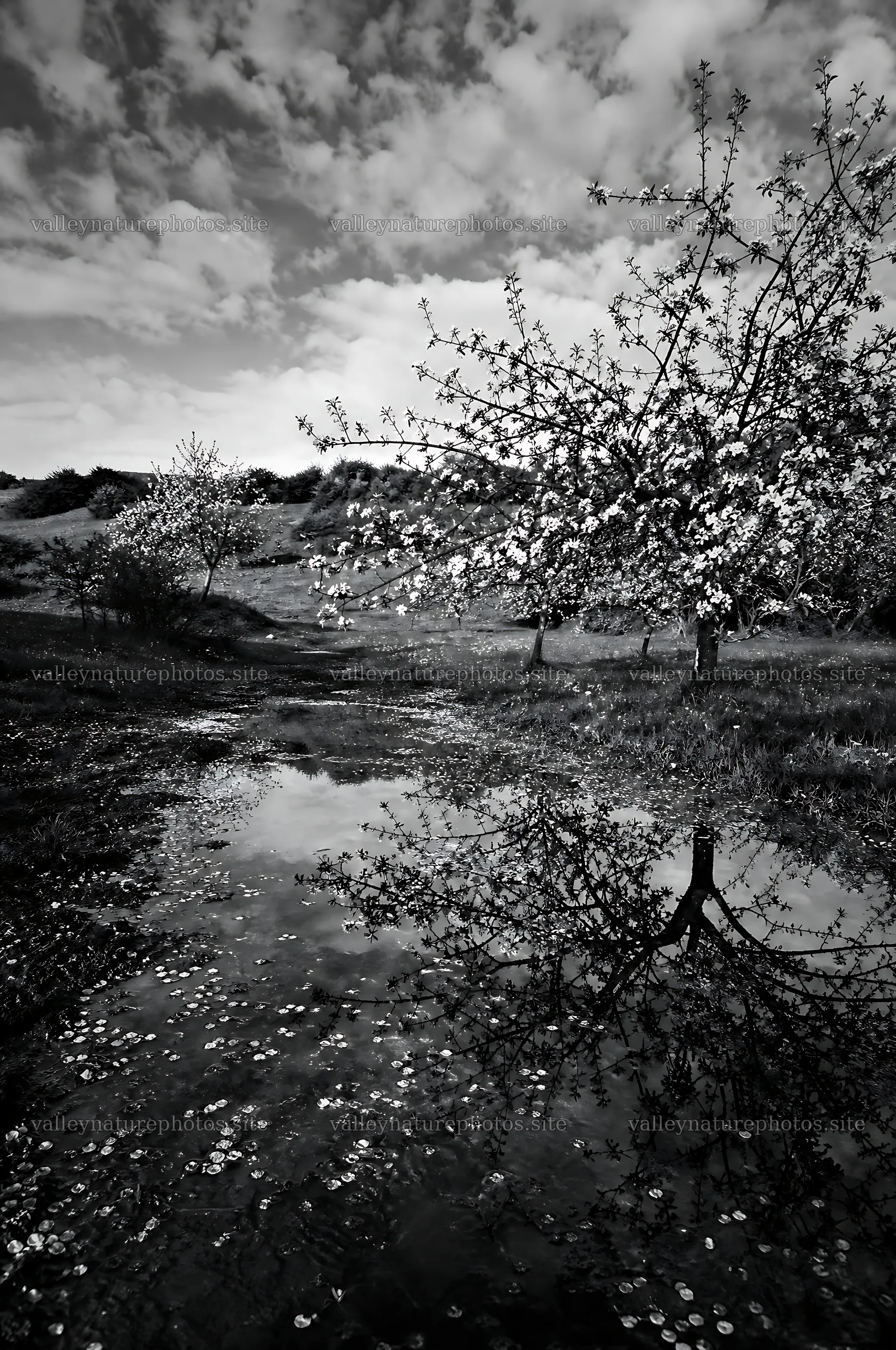 Apple blossom meadow with trees and reflections in the water – nature photography 6468x9740