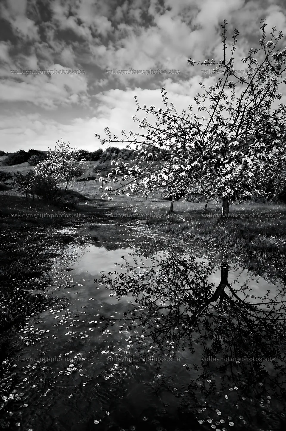 Apple blossom meadow with trees and reflections in the water – nature photography 6468x9740