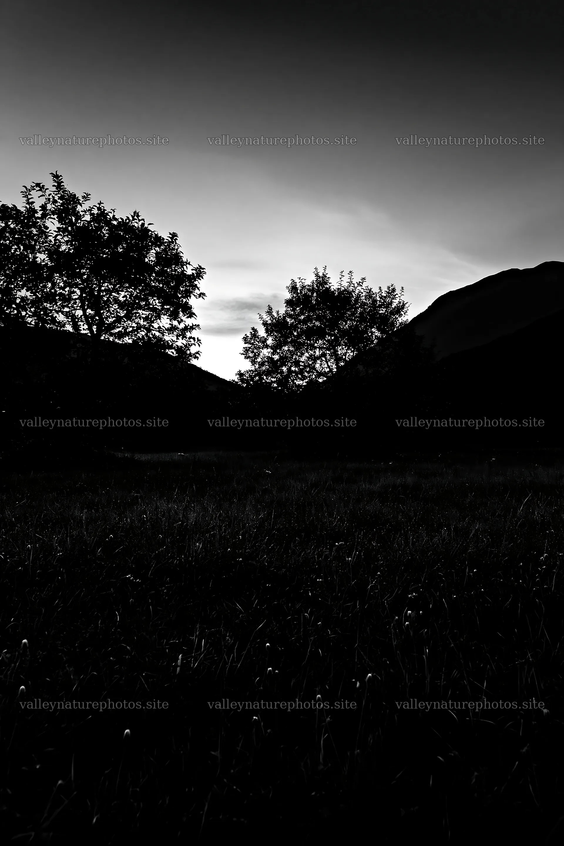 Valley apple meadow at dusk with silhouettes of trees – nature photography 6480x9722