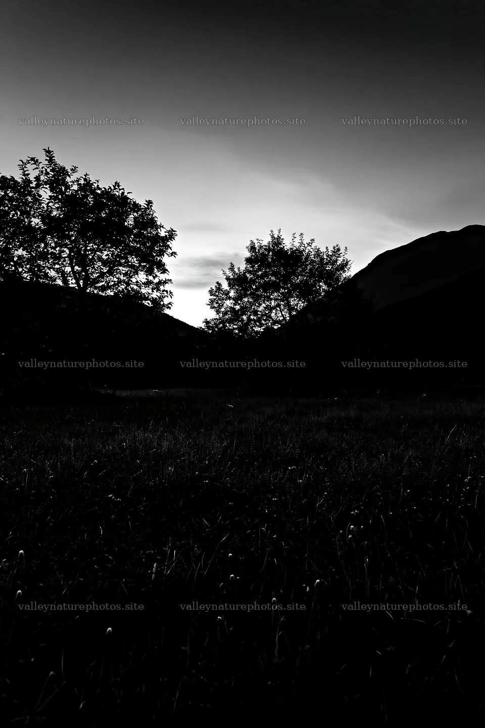 Valley apple meadow at dusk with silhouettes of trees – nature photography 6480x9722