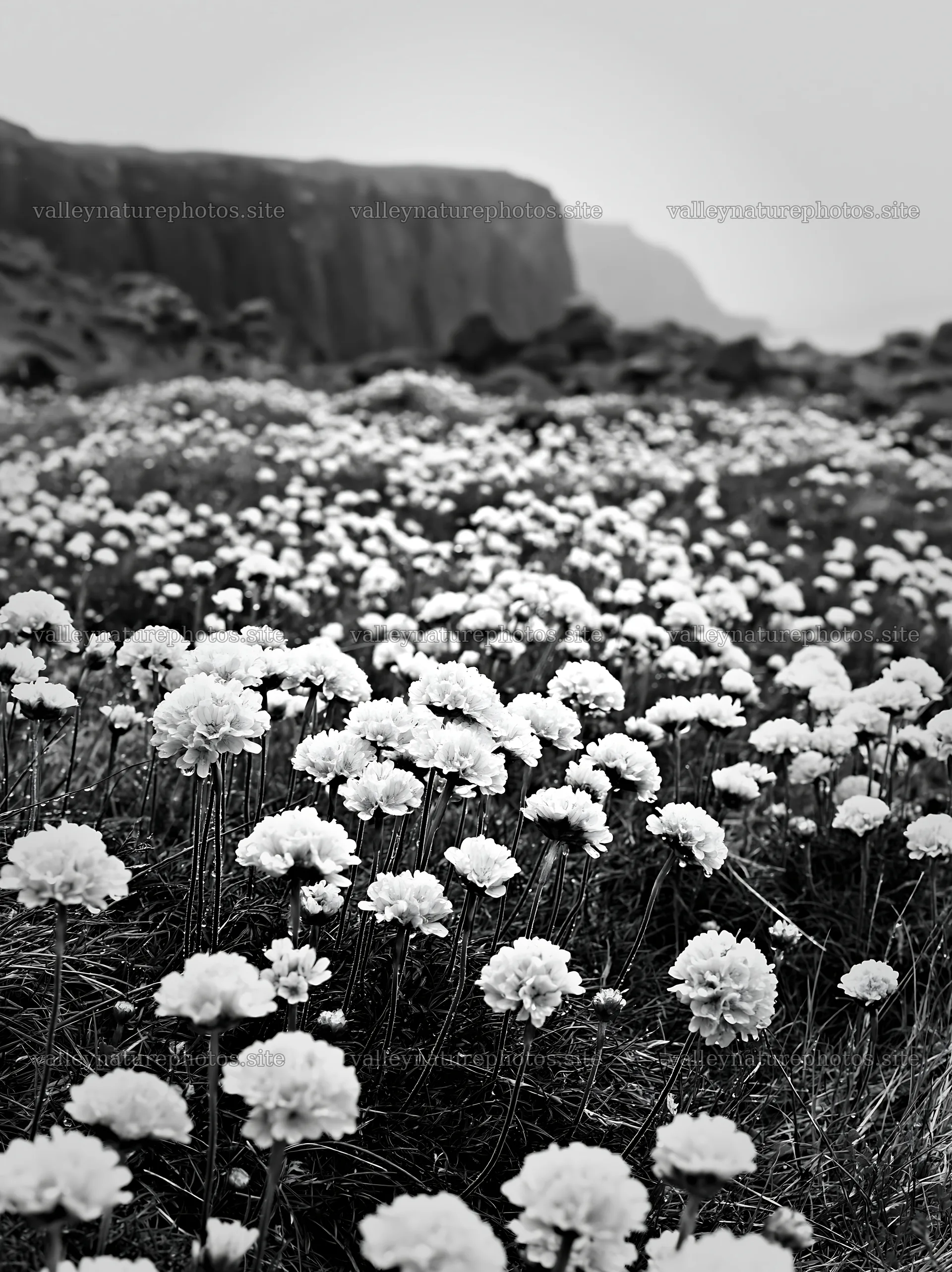 Coastal meadow cliffs with wildflowers in black and white – nature photography 6866x9174