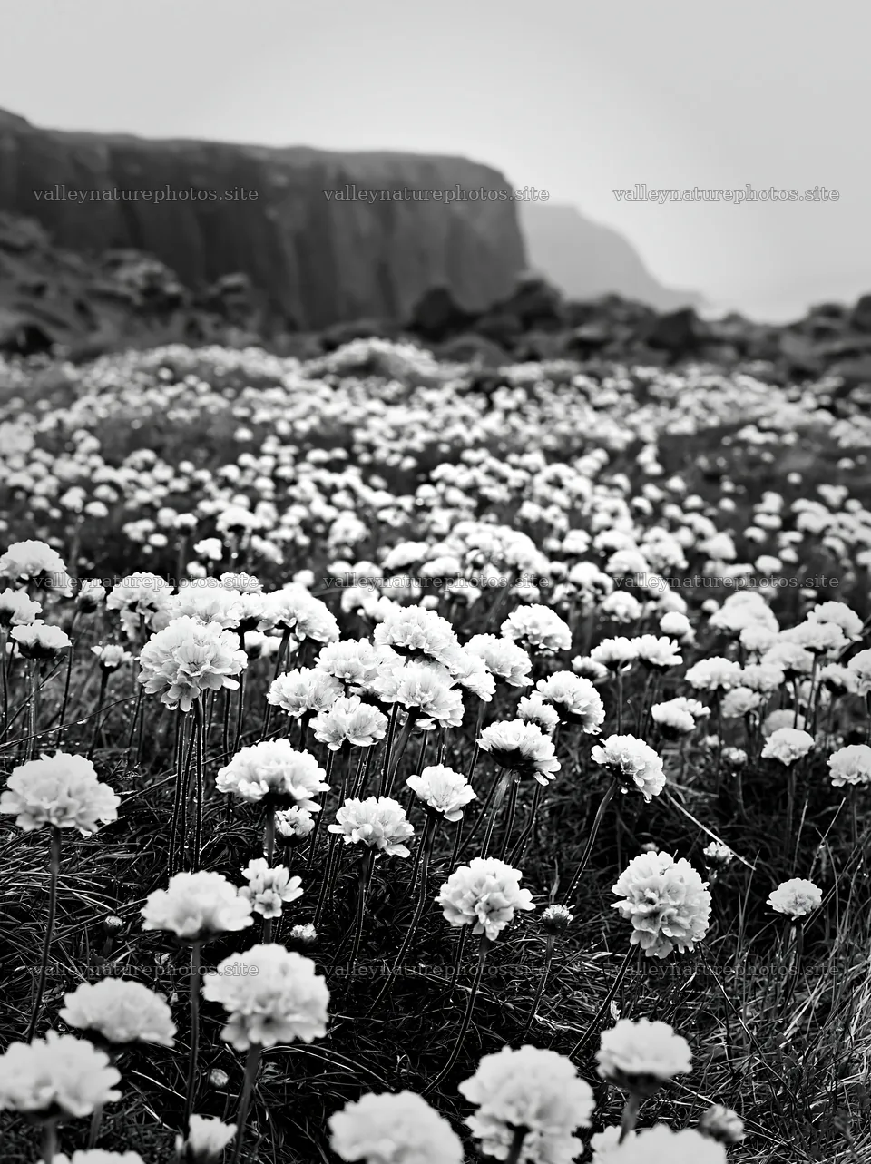 Coastal meadow cliffs with wildflowers in black and white – nature photography 6866x9174