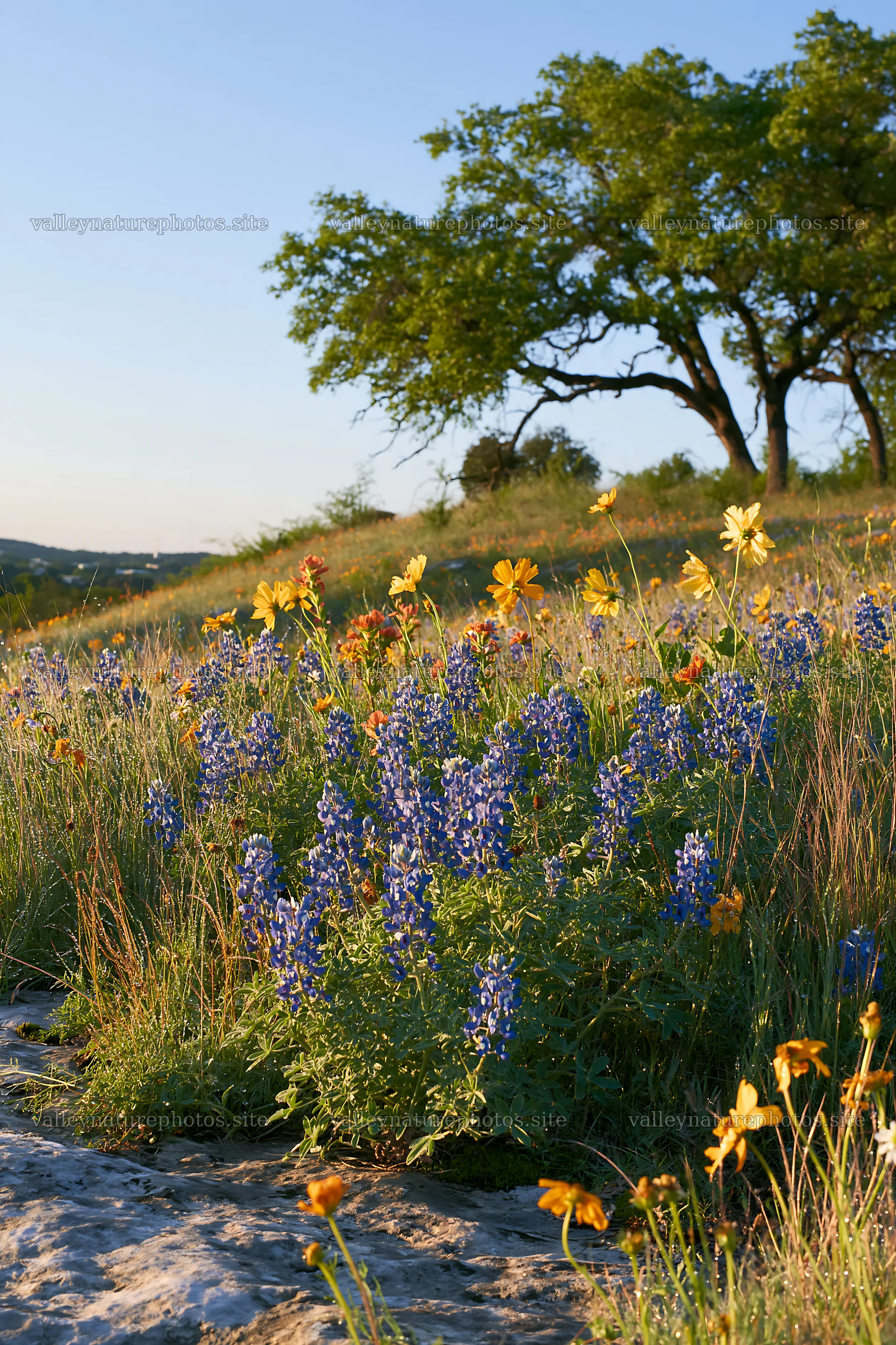 Regenerative meadow with wildflowers in a natural landscape – nature photography 6480x9722
