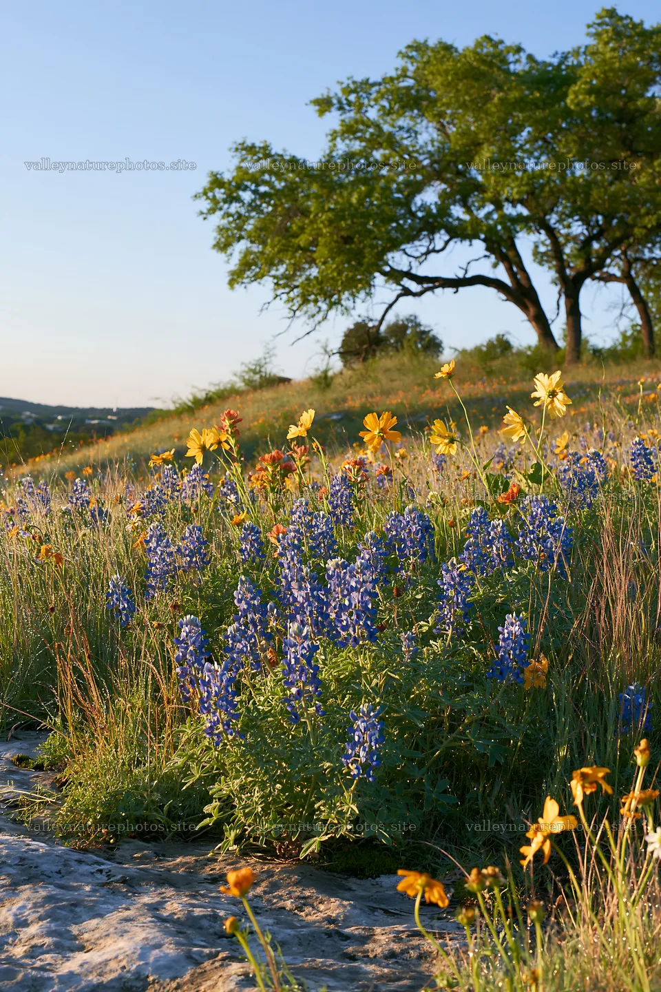 Regenerative meadow with wildflowers in a natural landscape – nature photography 6480x9722