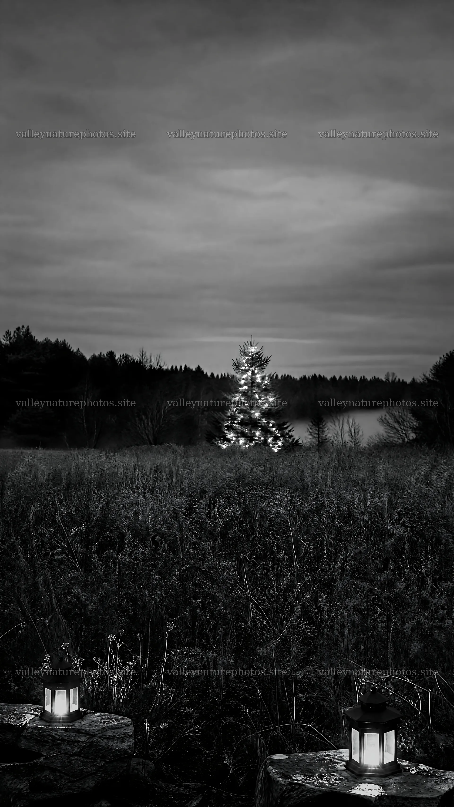 Vibrant Christmas tree at dusk in meadow setting – nature photography 5952x10584