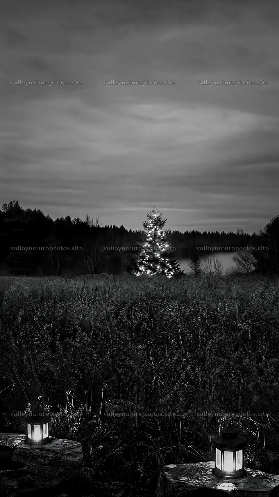 Vibrant Christmas tree at dusk in meadow setting – nature photography 5952x10584