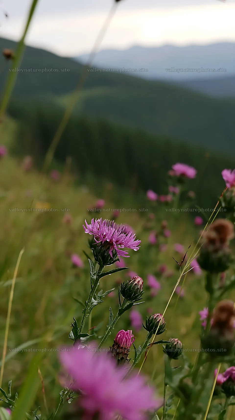 Meadow with knapweed and surrounding hills – nature photography 5938x10608