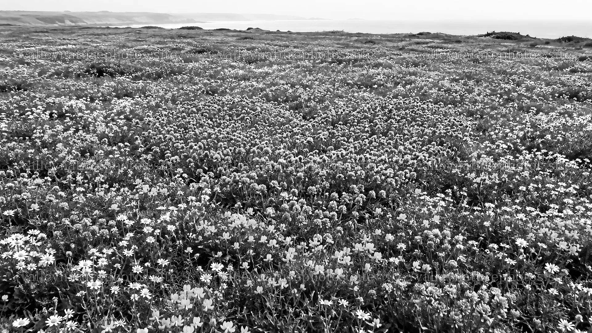Monochrome Wildflower Meadow to the Horizon – nature photography 10324x5812