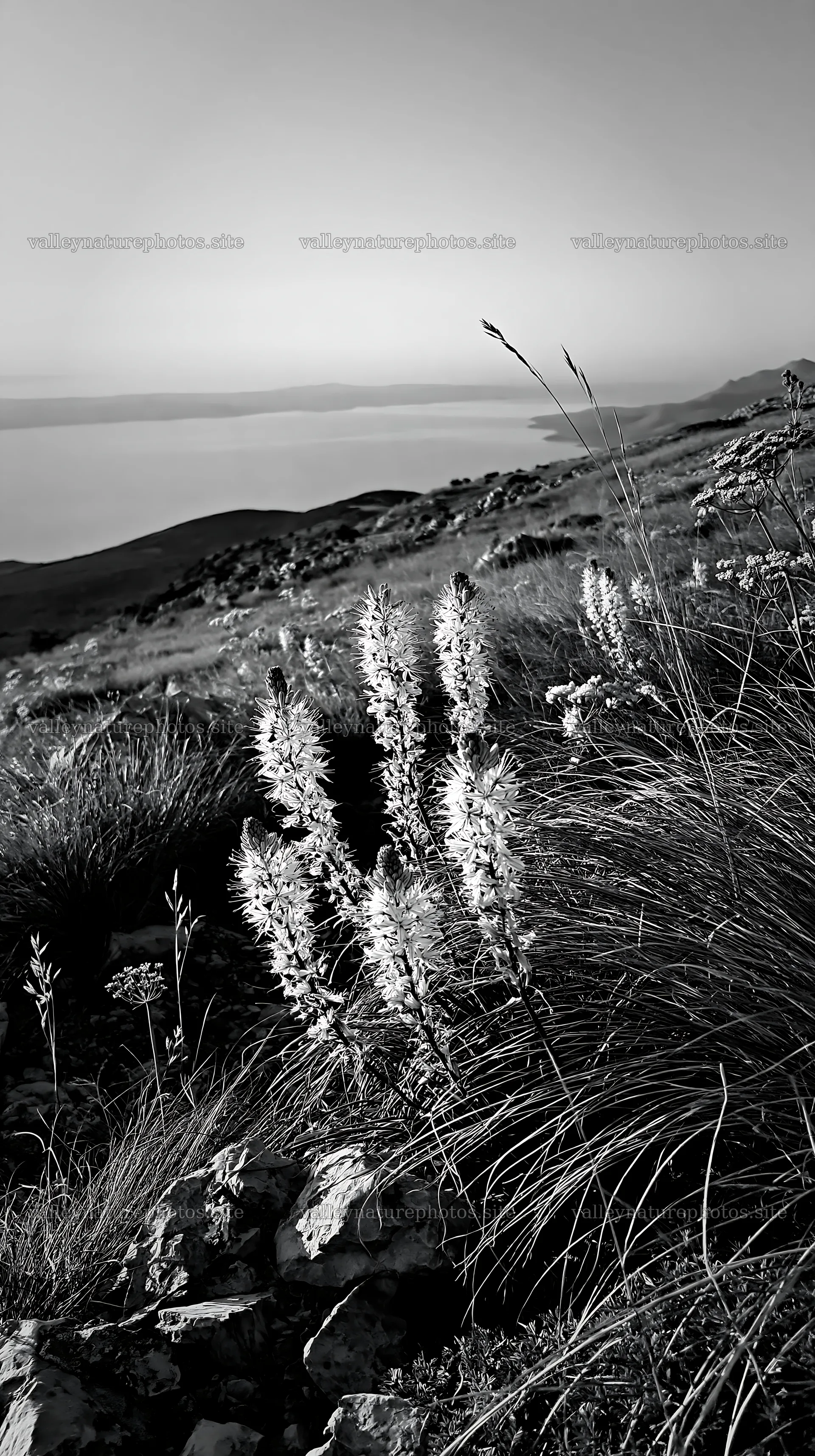 Croatian meadow with flowers above the Adriatic coast – nature photography 5938x10608