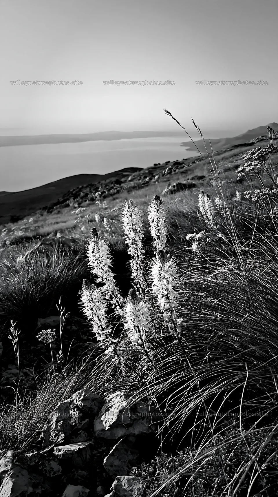 Croatian meadow with flowers above the Adriatic coast – nature photography 5938x10608
